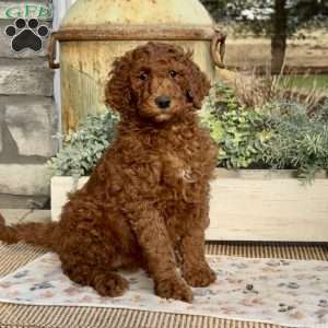 Fancy, Goldendoodle Puppy