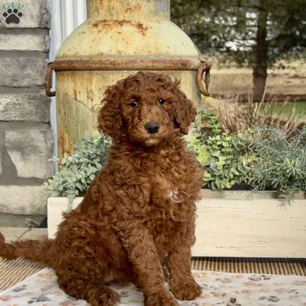 Fancy, Goldendoodle Puppy