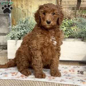 Flo, Goldendoodle Puppy