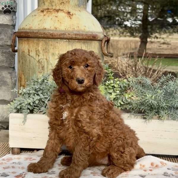 Flo, Goldendoodle Puppy