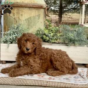 Flo, Goldendoodle Puppy