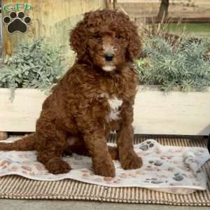 Fran, Goldendoodle Puppy