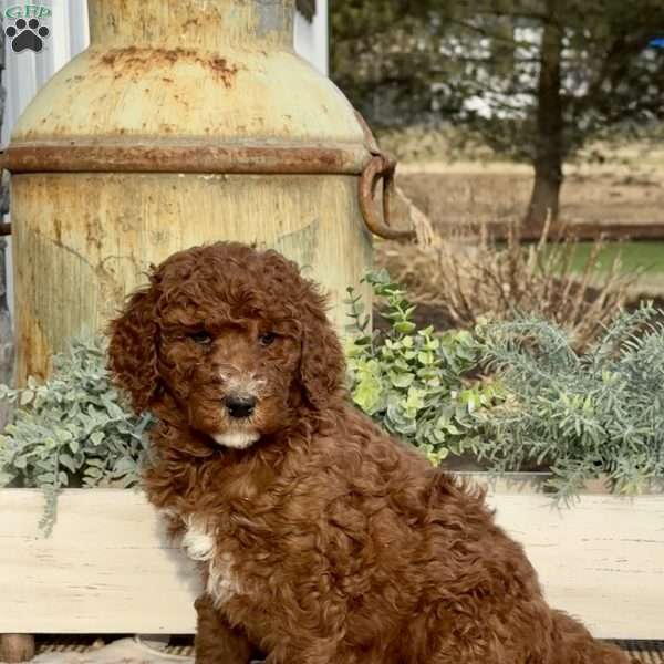 Fran, Goldendoodle Puppy