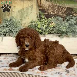 Fran, Goldendoodle Puppy