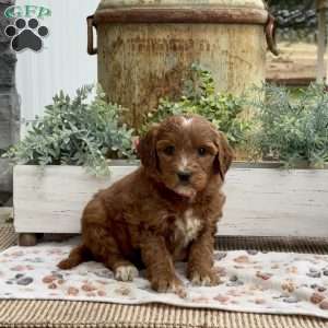 Angel, Goldendoodle Puppy