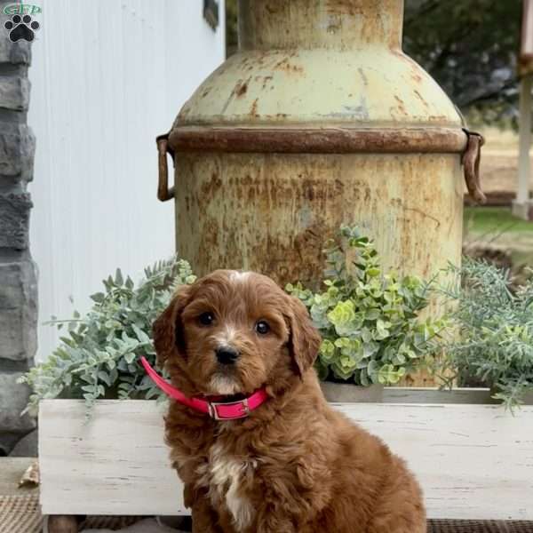 Angel, Goldendoodle Puppy