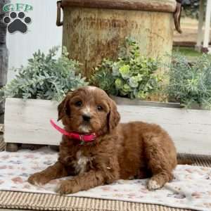 Angel, Goldendoodle Puppy