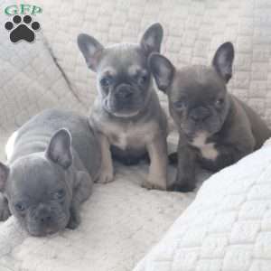 Lola, French Bulldog Puppy