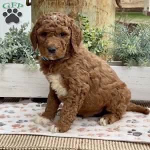 Austin, Goldendoodle Puppy
