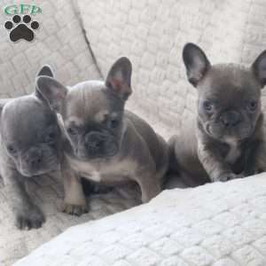 Lola, French Bulldog Puppy