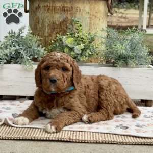 Austin, Goldendoodle Puppy