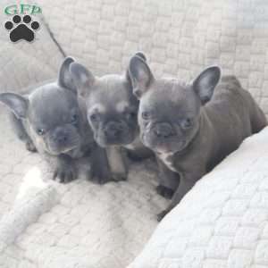 Sage, French Bulldog Puppy
