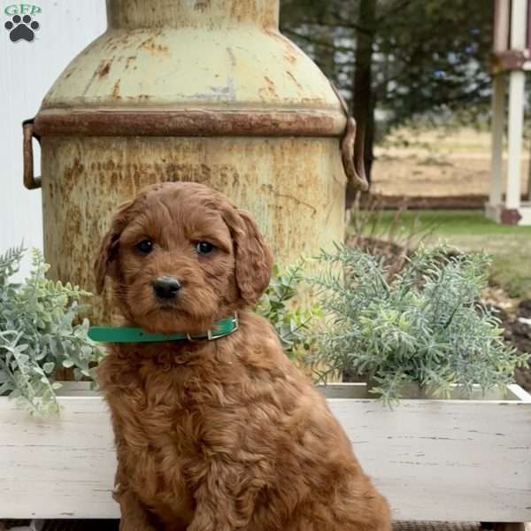 Andy, Goldendoodle Puppy