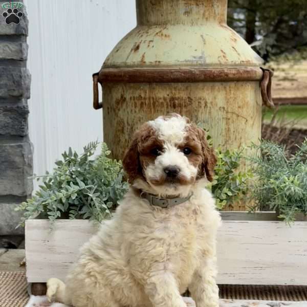 Axel, Goldendoodle Puppy
