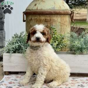 Axel, Goldendoodle Puppy