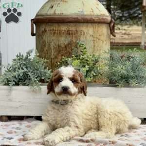 Axel, Goldendoodle Puppy