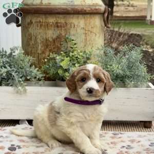 Annie, Goldendoodle Puppy