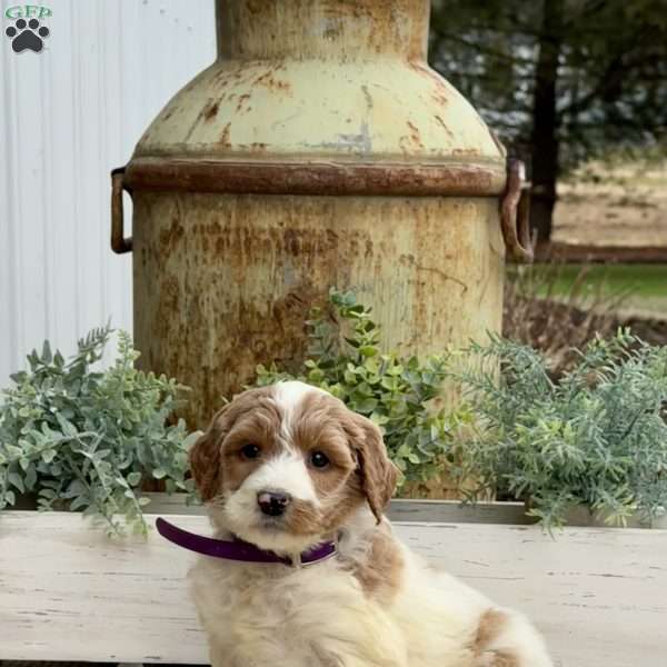 Annie, Goldendoodle Puppy