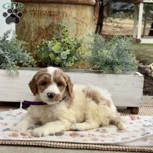 Annie, Goldendoodle Puppy