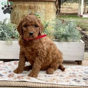 Alexis, Goldendoodle Puppy