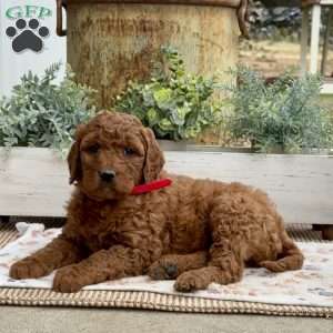 Alexis, Goldendoodle Puppy