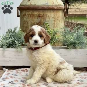 Angie, Goldendoodle Puppy