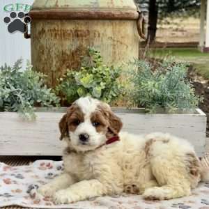 Angie, Goldendoodle Puppy