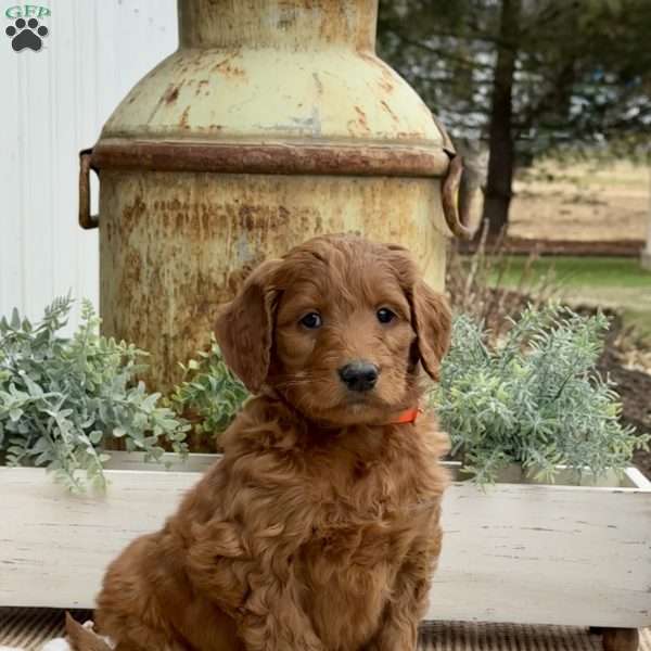 Ace, Goldendoodle Puppy
