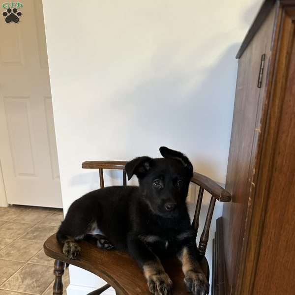 Birdi, German Shepherd Puppy