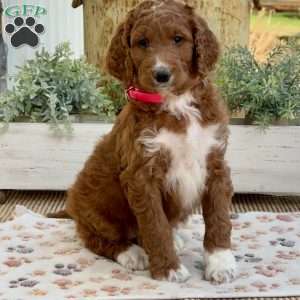 Valerie, Goldendoodle Puppy
