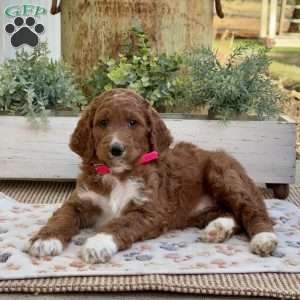 Valerie, Goldendoodle Puppy