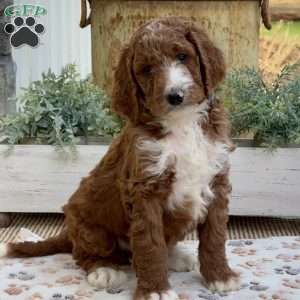 Viper, Goldendoodle Puppy