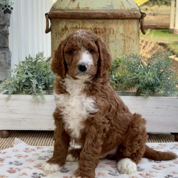 Viper, Goldendoodle Puppy