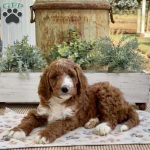 Viper, Goldendoodle Puppy