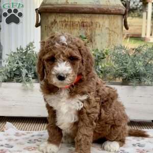 Victor, Goldendoodle Puppy