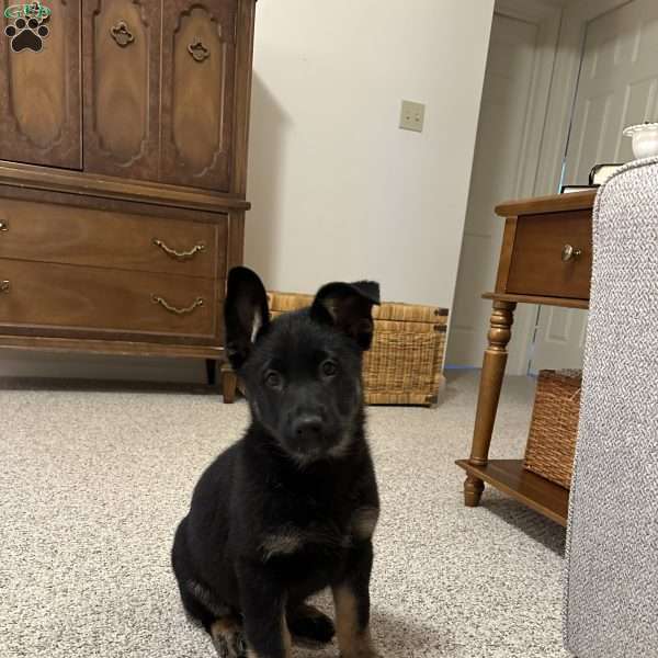 Rain, German Shepherd Puppy