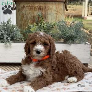 Victor, Goldendoodle Puppy