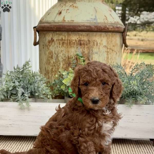 Violet, Goldendoodle Puppy