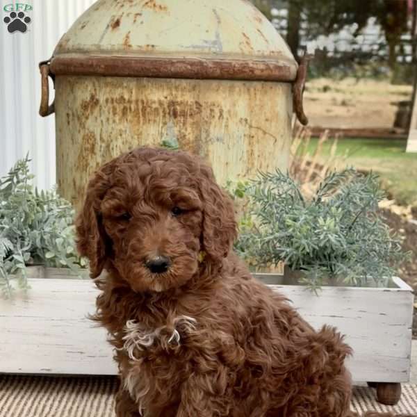 Vince, Goldendoodle Puppy