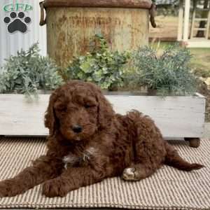 Vince, Goldendoodle Puppy
