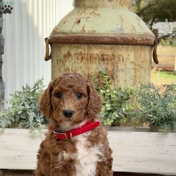 Vivian, Goldendoodle Puppy
