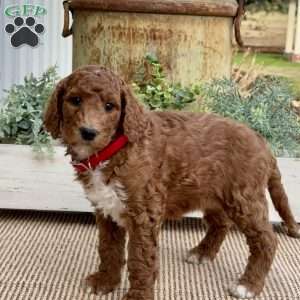 Vivian, Goldendoodle Puppy