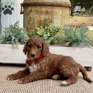 Vivian, Goldendoodle Puppy