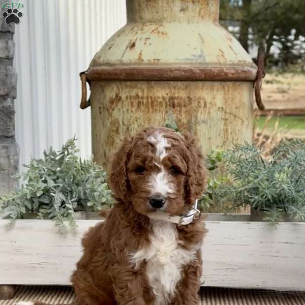 Vergil, Goldendoodle Puppy