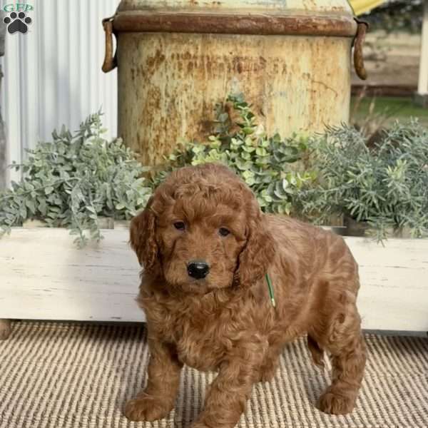 Maple, Mini Goldendoodle Puppy