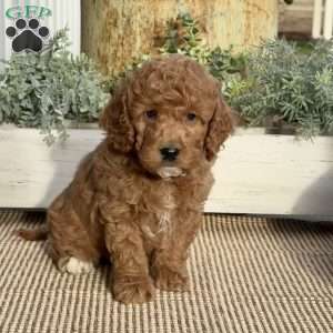 Mack, Mini Goldendoodle Puppy