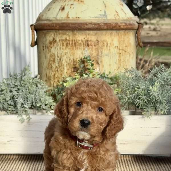 Mack, Mini Goldendoodle Puppy
