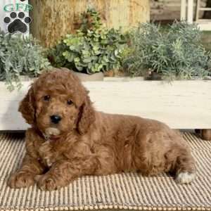 Mack, Mini Goldendoodle Puppy
