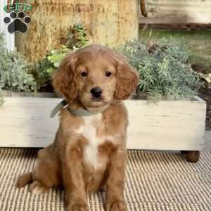 Missy, Mini Goldendoodle Puppy