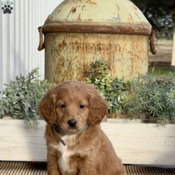 Missy, Mini Goldendoodle Puppy
